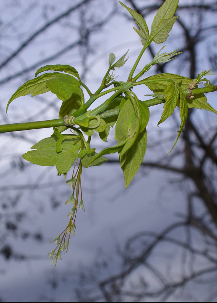 Acer negundo / Acero americano